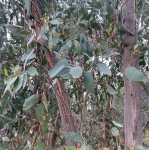 Eucalyptus dives at Red Hill Nature Reserve - 29 Dec 2023 03:01 PM