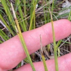 Lomandra filiformis subsp. filiformis (Wattle Matrush) at Red Hill Nature Reserve - 29 Dec 2023 by Tapirlord