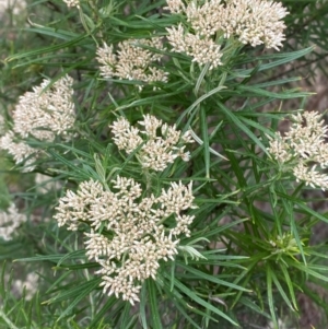 Cassinia longifolia at Red Hill Nature Reserve - 29 Dec 2023