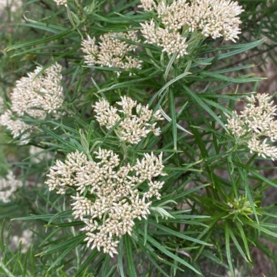 Cassinia longifolia (Shiny Cassinia, Cauliflower Bush) at Red Hill Nature Reserve - 29 Dec 2023 by Tapirlord