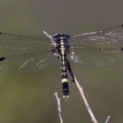 Austroepigomphus praeruptus (Twin-spot Hunter) at Oaks Estate, ACT - 11 Feb 2023 by KorinneM