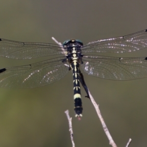 Austroepigomphus praeruptus at suppressed - 11 Feb 2023