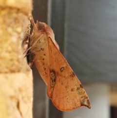 Oenochroma vinaria (Pink-bellied Moth, Hakea Wine Moth) at Cook, ACT - 7 Feb 2024 by CathB