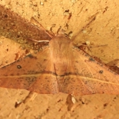 Oenochroma vinaria at Cook, ACT - 7 Feb 2024