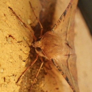 Oenochroma vinaria at Cook, ACT - 7 Feb 2024