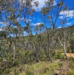 Eucalyptus pauciflora subsp. pauciflora (White Sally, Snow Gum) at Googong Foreshore - 8 Feb 2024 by BrianSummers