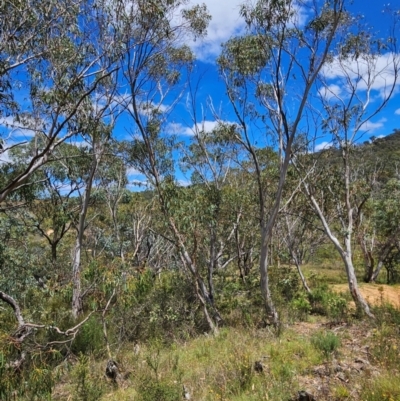 Eucalyptus pauciflora subsp. pauciflora (White Sally, Snow Gum) at Googong Foreshore - 8 Feb 2024 by BrianSummers