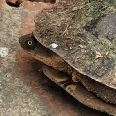 Chelodina longicollis (Eastern Long-necked Turtle) at Lyneham, ACT - 7 Feb 2024 by trevorpreston