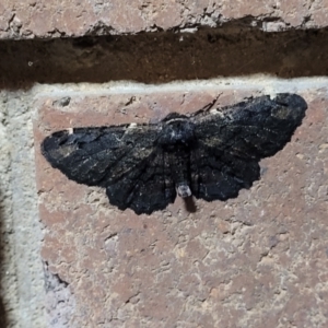 Pholodes sinistraria at Sullivans Creek, Lyneham South - 8 Feb 2024 08:09 AM