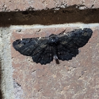 Pholodes sinistraria (Sinister or Frilled Bark Moth) at Lyneham, ACT - 7 Feb 2024 by trevorpreston