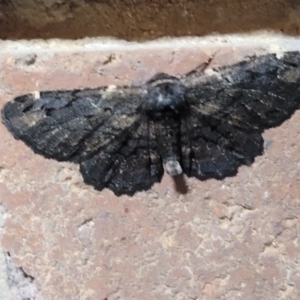 Pholodes sinistraria at Sullivans Creek, Lyneham South - 8 Feb 2024