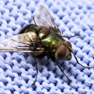Onesia sp. (genus) (A blow fly) at ANBG - 7 Feb 2024 by Thurstan