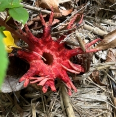 Aseroe rubra (Anemone Stinkhorn) at Stirling, ACT - 8 Feb 2024 by Lesleyruthb