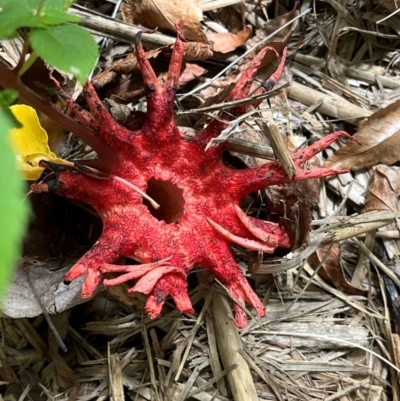 Aseroe rubra (Anemone Stinkhorn) at Stirling, ACT - 8 Feb 2024 by Lesleyruthb