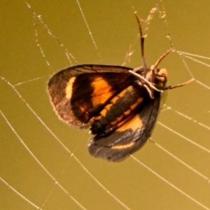 Asura cervicalis at ANBG - 8 Feb 2024 09:53 AM