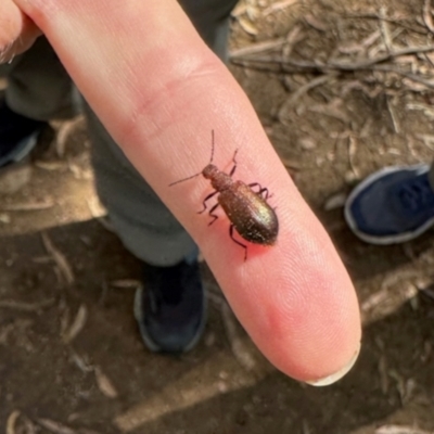 Ecnolagria grandis (Honeybrown beetle) at Dryandra St Woodland - 7 Feb 2024 by KMcCue