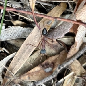 Myrmecia nigriceps at Dryandra St Woodland - 7 Feb 2024