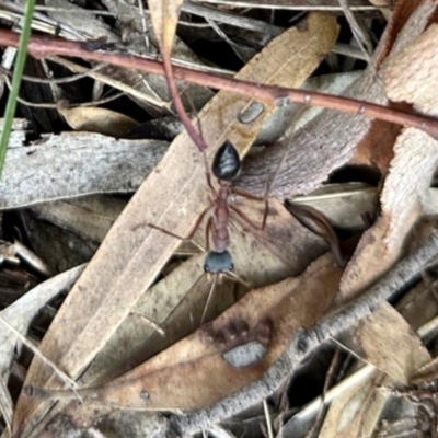 Myrmecia nigriceps (Black-headed bull ant) at Dryandra St Woodland - 6 Feb 2024 by KMcCue