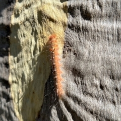 Pinara divisa (Common Pinara, Lasiocampidae) at Dryandra St Woodland - 6 Feb 2024 by KMcCue