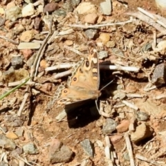 Junonia villida (Meadow Argus) at Dryandra St Woodland - 7 Feb 2024 by KMcCue