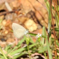 Zizina otis (Common Grass-Blue) at Dryandra St Woodland - 7 Feb 2024 by KMcCue