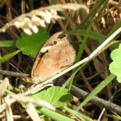 Heteronympha merope (Common Brown Butterfly) at Dryandra St Woodland - 7 Feb 2024 by KMcCue