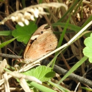 Heteronympha merope at Dryandra St Woodland - 7 Feb 2024