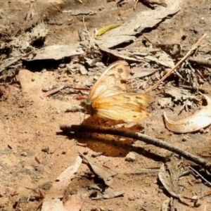 Heteronympha merope at Dryandra St Woodland - 7 Feb 2024 10:51 AM