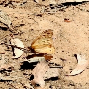 Heteronympha merope at Dryandra St Woodland - 7 Feb 2024