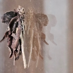 Hyalarcta huebneri (Leafy Case Moth) at Hawker, ACT - 31 Jan 2024 by sangio7
