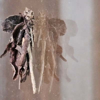 Hyalarcta huebneri (Leafy Case Moth) at Hawker, ACT - 31 Jan 2024 by sangio7