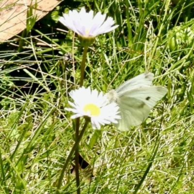 Pieris rapae (Cabbage White) at Dryandra St Woodland - 3 Feb 2024 by KMcCue