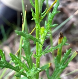 Senecio bathurstianus at Hall, ACT - 8 Feb 2024