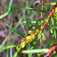 Acacia genistifolia (Early Wattle) at Hall, ACT - 7 Feb 2024 by strigo