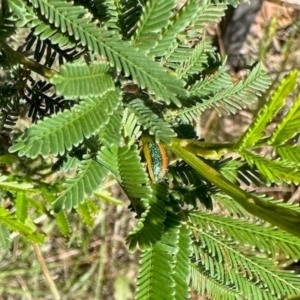 Calomela parilis at Dryandra St Woodland - 7 Feb 2024