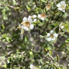Leptospermum obovatum (River Tea Tree) at Anembo, NSW - 7 Feb 2024 by JaneR