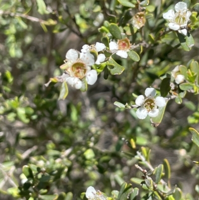 Leptospermum obovatum (River Tea Tree) at Anembo, NSW - 7 Feb 2024 by JaneR