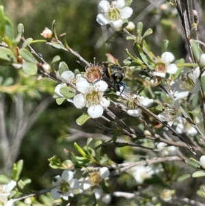 Leptospermum obovatum at Anembo, NSW - 7 Feb 2024