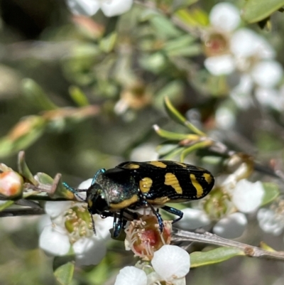 Castiarina decemmaculata (Ten-spot Jewel Beetle) at Anembo, NSW - 7 Feb 2024 by JaneR