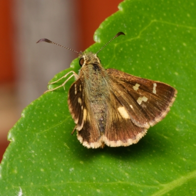 Dispar compacta (Barred Skipper) at Downer, ACT - 8 Feb 2024 by RobertD