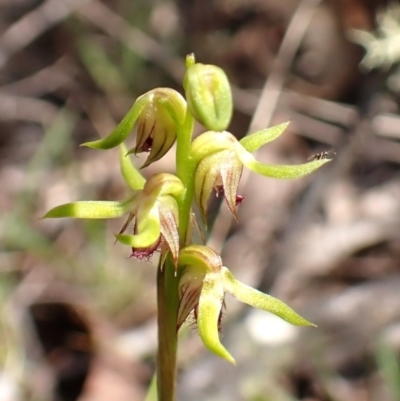 Corunastylis cornuta (Horned Midge Orchid) at Aranda Bushland - 7 Feb 2024 by CathB