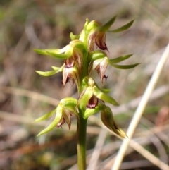 Corunastylis cornuta at Aranda Bushland - suppressed