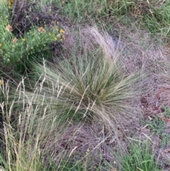 Nassella trichotoma (Serrated Tussock) at Watson, ACT - 7 Feb 2024 by waltraud