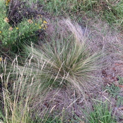 Nassella trichotoma (Serrated Tussock) at Watson, ACT - 7 Feb 2024 by waltraud