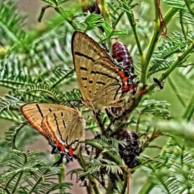 Jalmenus evagoras at Winston Hills, NSW - 8 Feb 2024 by poppyde