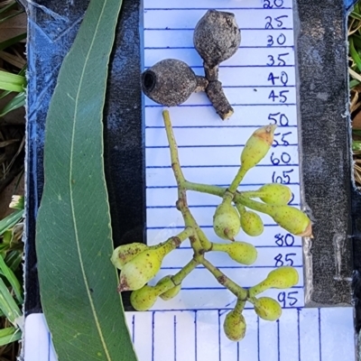 Corymbia maculata (Spotted Gum) at Melbourne, VIC - 8 Feb 2024 by Steve818