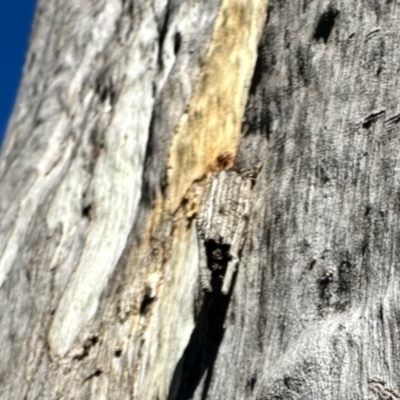 Clania ignobilis (Faggot Case Moth) at Dryandra St Woodland - 6 Feb 2024 by KMcCue