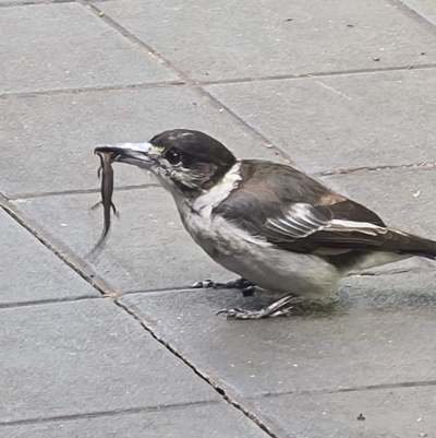 Cracticus torquatus (Grey Butcherbird) at Downer, ACT - 7 Feb 2024 by RobertD