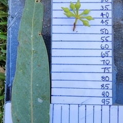 Eucalyptus camaldulensis subsp. camaldulensis (River Red Gum) at Melbourne, VIC - 8 Feb 2024 by Steve818