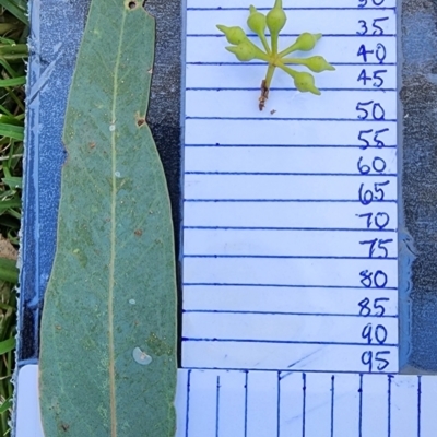 Eucalyptus camaldulensis subsp. camaldulensis (River Red Gum) at Melbourne, VIC - 8 Feb 2024 by Steve818